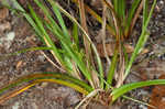 Florida sedge